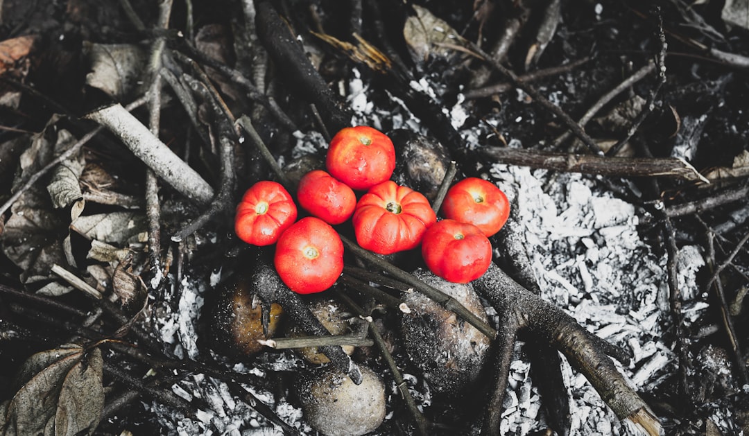 Légumes grillés au feu de bois : aubergines, poivrons et oignons caramélisés sur une grille